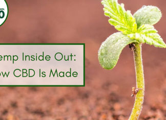 Hemp Inside Out: How CBD Is Made