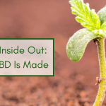 Hemp Inside Out: How CBD Is Made