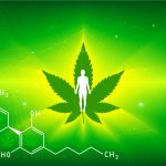 CBD and your body