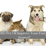 Could CBD Pet Oil Improve Your Furry Friend’s Senses?