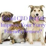 Could CBD Pet Oil Improve Your Furry Friend’s Senses?