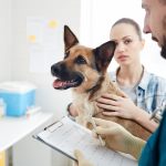 Vet consultation