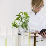 Scientist checking a pharmaceutical cbd oil in a laboratory with a tablet