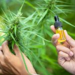 Researchers are studying the extraction of hemp oil. CBD cannabi